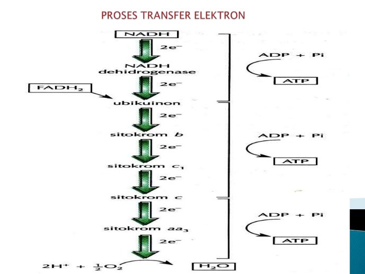 transpor elektron